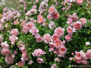 万科绿化养护作业指导书