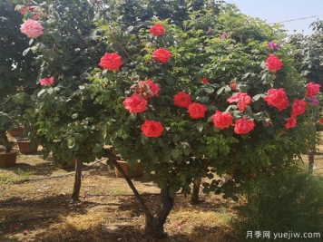树状月季喜肥喜水喜太阳，还喜修剪！