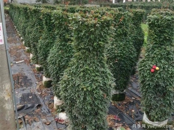 如何防冻园林植物才可以安全越冬？