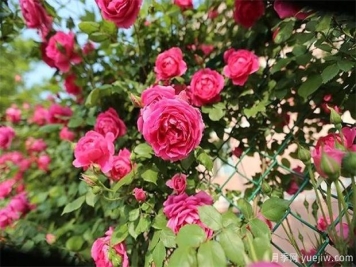 月季长的又细又长是怎么回事？有哪些解决方法？