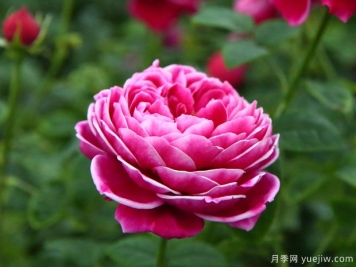 推荐6个优秀切花月季，芳香花大瓶插美丽