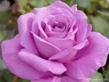 月季花用什么土好养呢？