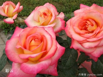 月季花老化现象的原因及防治方法