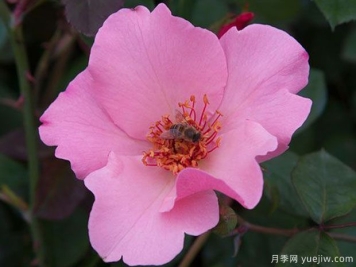 单提贝斯月季/俏丽贝丝