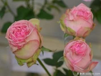 智慧女神月季的优缺点是什么？