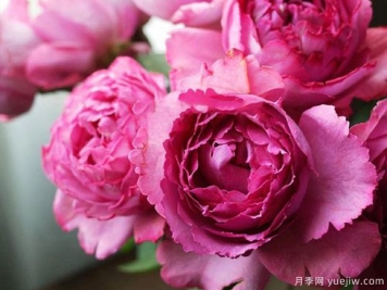 伊芙月季系列中Zui好的月季是哪个？哪些月季Z香？