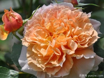 沙漏月季/砂时计月季