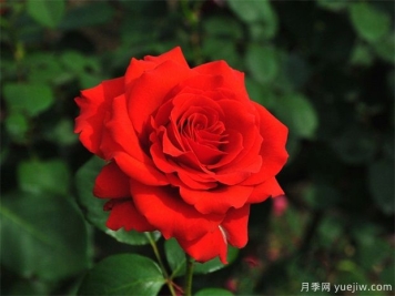 怎么样让阳台上的花开得更鲜艳？