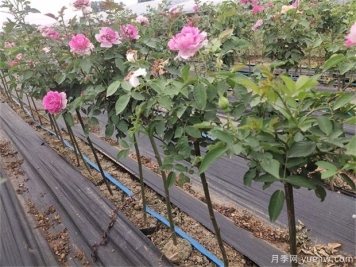 冬季来临要做好月季防护，让月季平安度过冬