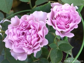 月季的春夏管理