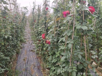 月季花不开花的原因有哪些