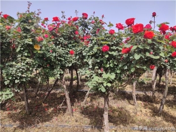 树状月季为何开花少？