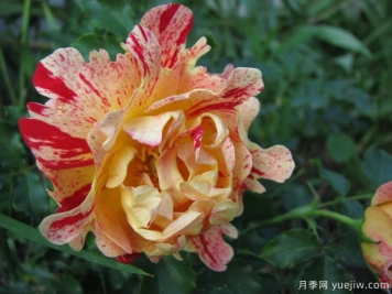 尼梅特月季的优缺点是什么？