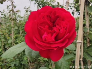 推荐5种红色月季花，红红火火就选这几个品种