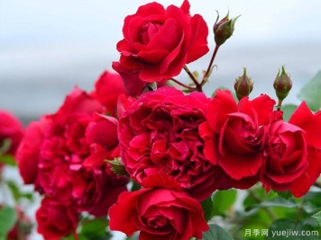 蒂娜VS红龙VS玫瑰国度的天使，3款红色藤本月季推荐