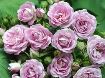 郝薇香小姐月季