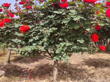 月季花该如何修剪？一定要小心仔细