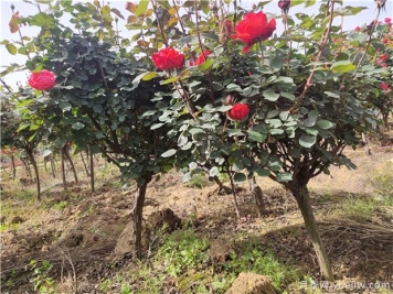 秋天栽树成活率高的三个原因