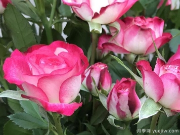 复色狮子座月季