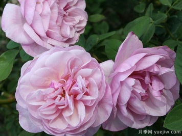 春游月季的优缺点是什么？