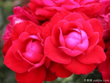 弗罗梅勒田野月季