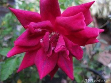 夜曲月季/夜的曲调月季