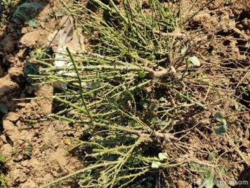 供应红从容黄从容丰花大花裸根苗月季