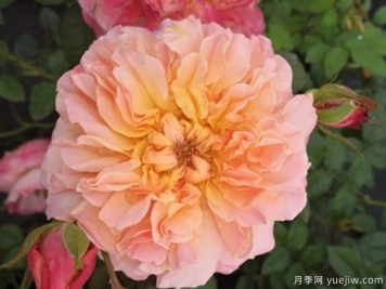 伊迪丝月季的优缺点是什么？