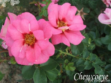 糖果眼月季/眼对眼月季