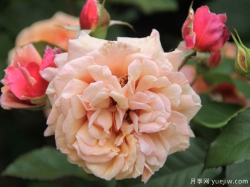 汤姆布朗月季的优缺点是什么？