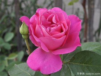 让同一盆的月季花同一天开花，应该如何做？