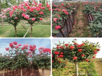 最全园林苗木种植技术！收藏有用！