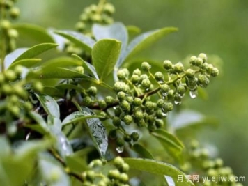 发展藤椒种植有钱途