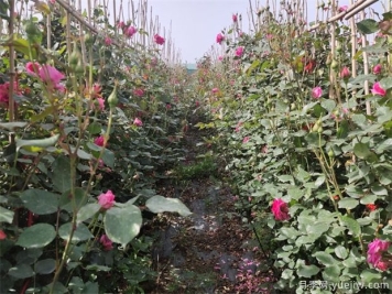 花卉苗木月季交易中的术语简介