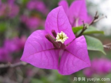 盆栽三角梅怎么修剪？三角梅盆景的修剪方法