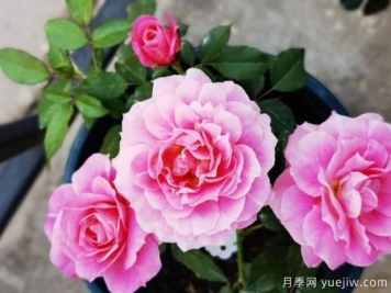 牡丹花，养护小知识