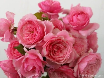 女人的遗产月季/传世芳华/传家宝夫人