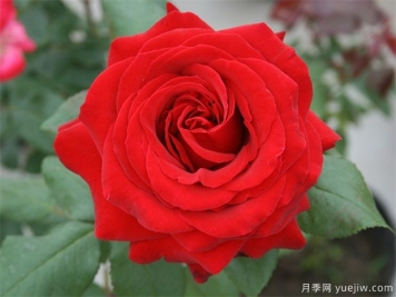 推荐10个丝绒月季，花大色艳华丽