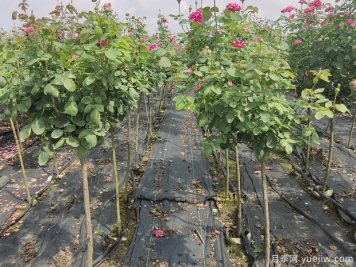 如何识别苗木根部病害？