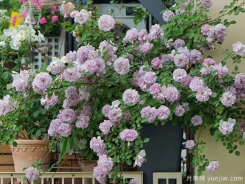 3个藤本月季，适合阳台垂吊做花瀑布的月季