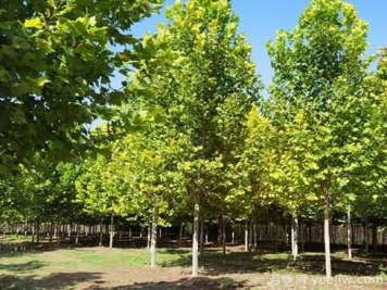 速生法桐多少钱一棵