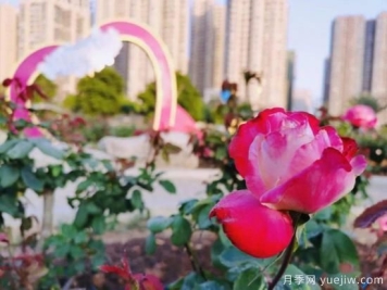 南宁市花卉公园三万株月季盛开 邂逅绿城冬日的小浪漫