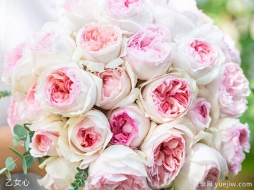 月季育种家：日本今井清(今井园艺)