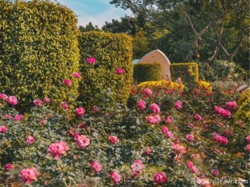 月季名园：深圳人民公园月季园