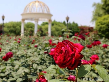 太仓月季市花文化和月季景观