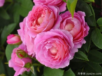 小区绿化常用的这几个苗木树种前景不容小觑