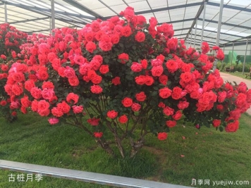 园林绿化中的树木分类