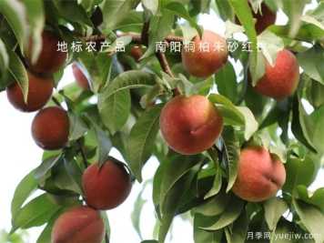 防治果树病虫害，选好时机效果好