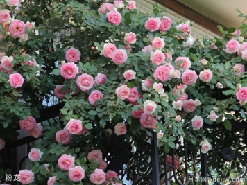 未来2年苗木市场发展动向预测，准不准