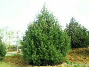 松柏类苗木大有行情